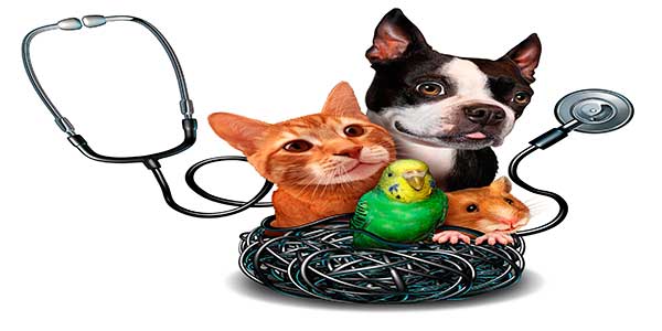Pet Insurance Cost